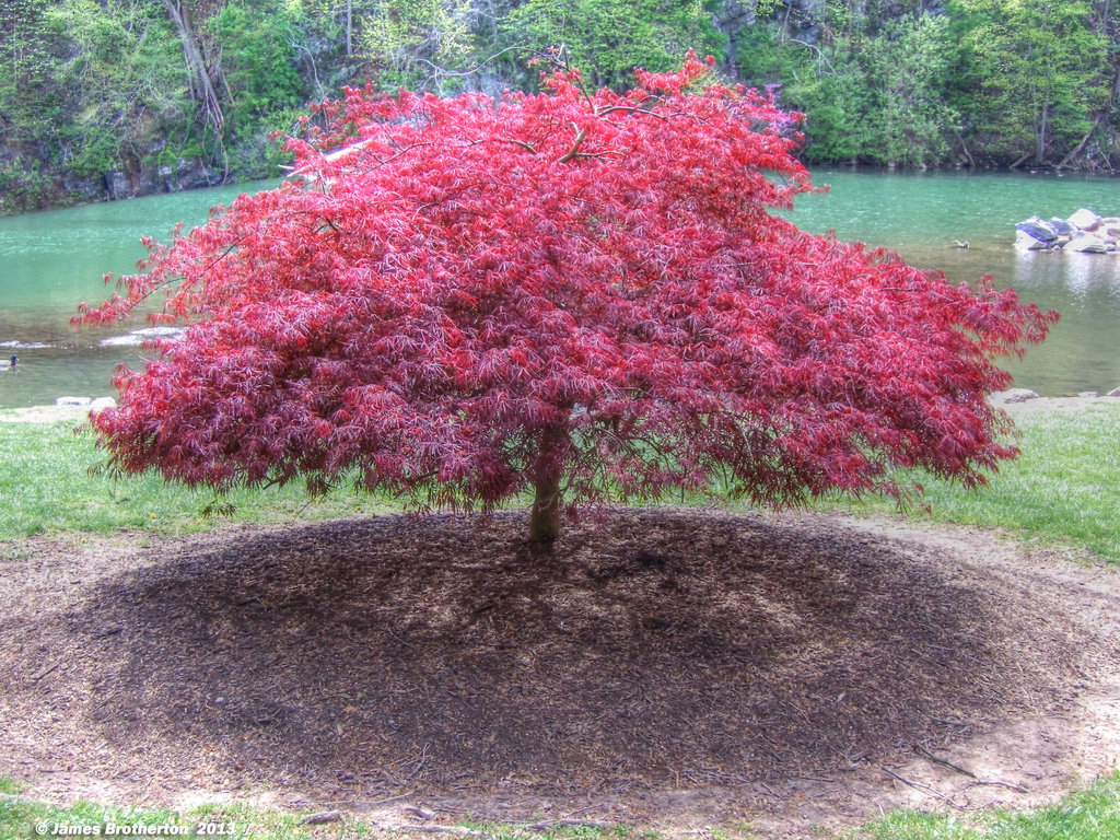 Laceleaf Japanese Maple